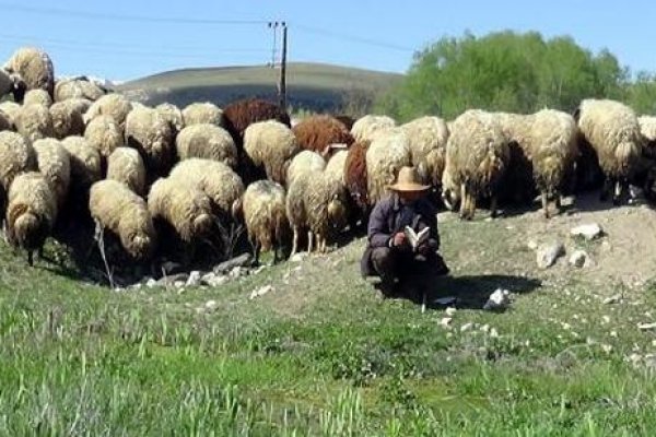 1400 Euro’ya çalışacak çoban aranıyor!