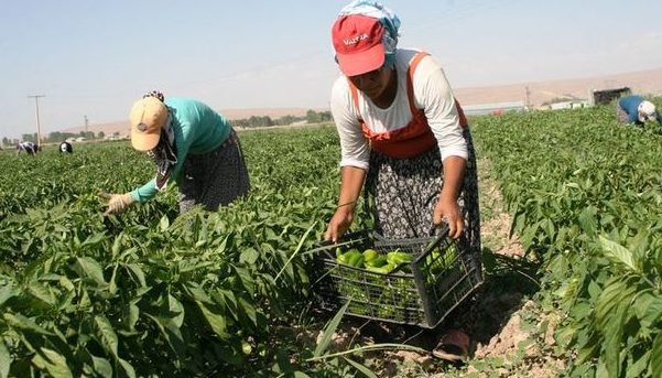 TÜİK: Temmuz ayında tarım’da ÜFE %1,7 düştü